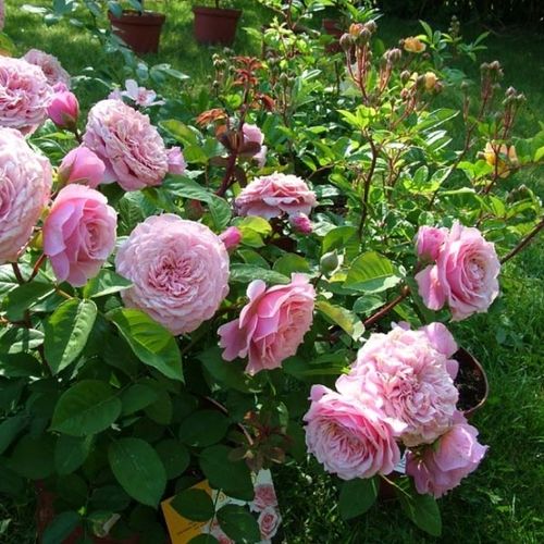 Rosen Gärtnerei - nostalgische rosen - rosa - Rosa William Christie™ - diskret duftend - Dominique Massad - -